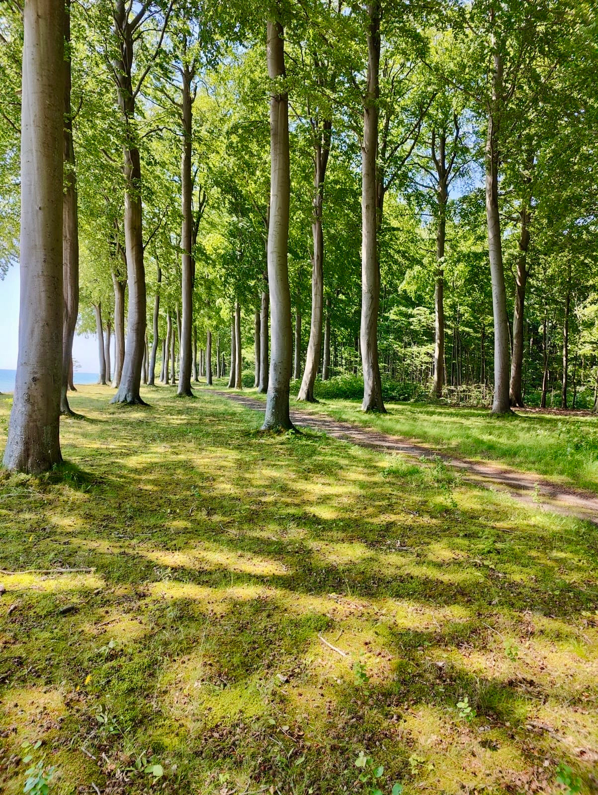 3 dages Yoga Weekend Retreat: Møn, Danmark (5.-7. juni 2026) fra 3900 kr.