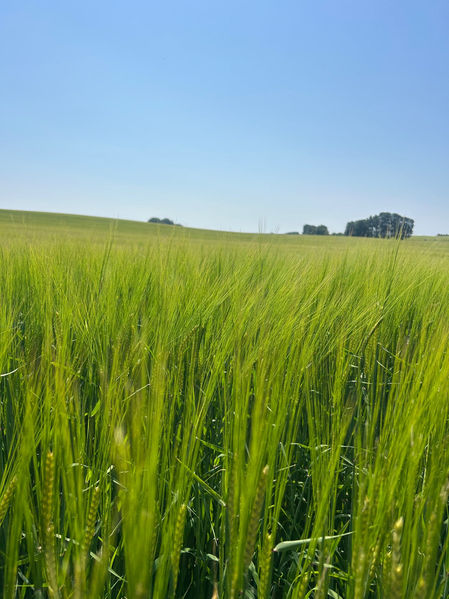 3 dages Yoga Weekend Retreat: Møn, Danmark (5.-7. juni 2026) fra 3900 kr.